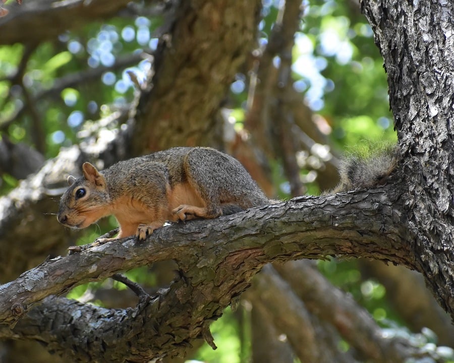 Driving into the Future: How LS 17 Real AI Cars are Revolutionizing Transportation