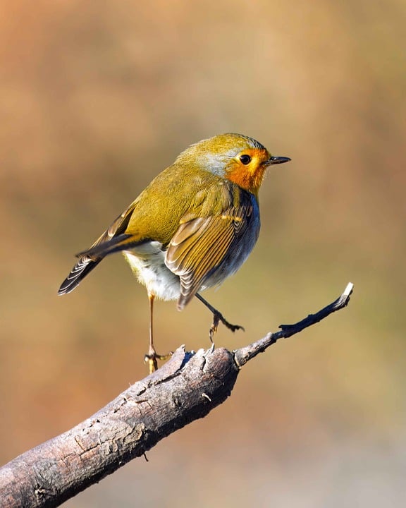 Exploring the Global Auto Market: Top Overseas Cars Making Waves in 2023