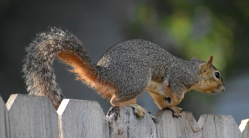 Mastering the Art of Drift: A Beginner's Guide to Remote Control Drift Cars