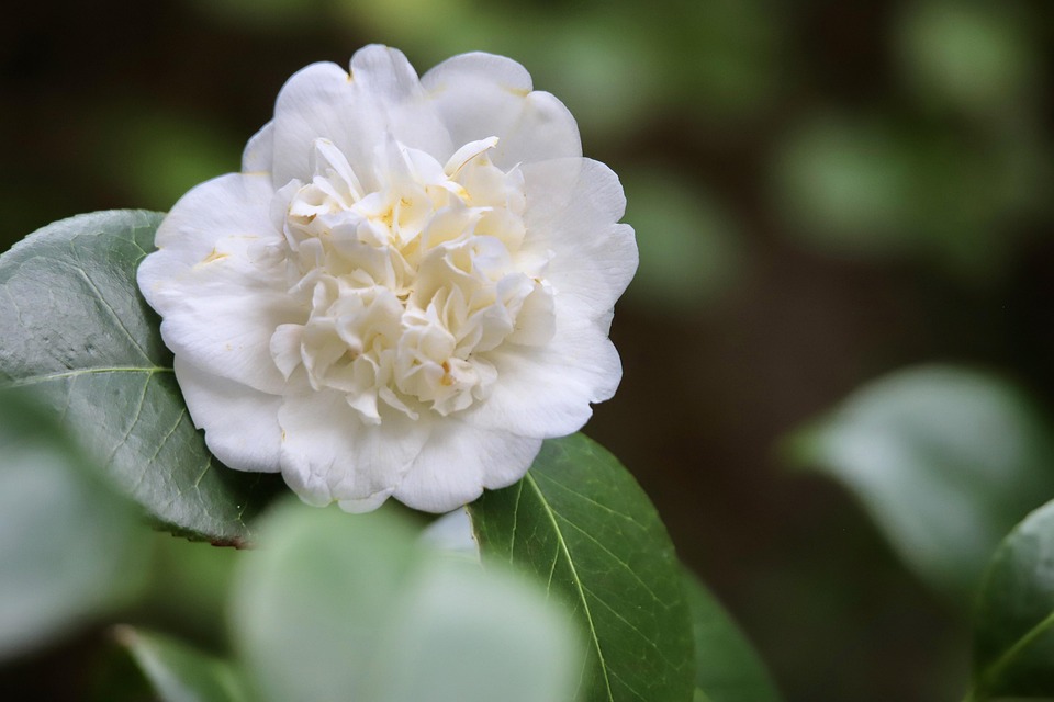 Unleashing Power: The Ultimate Guide to Audi Car Tuning