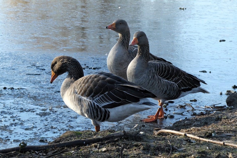 Revive Your Ride: The Ultimate Guide to Professional Auto Detailing