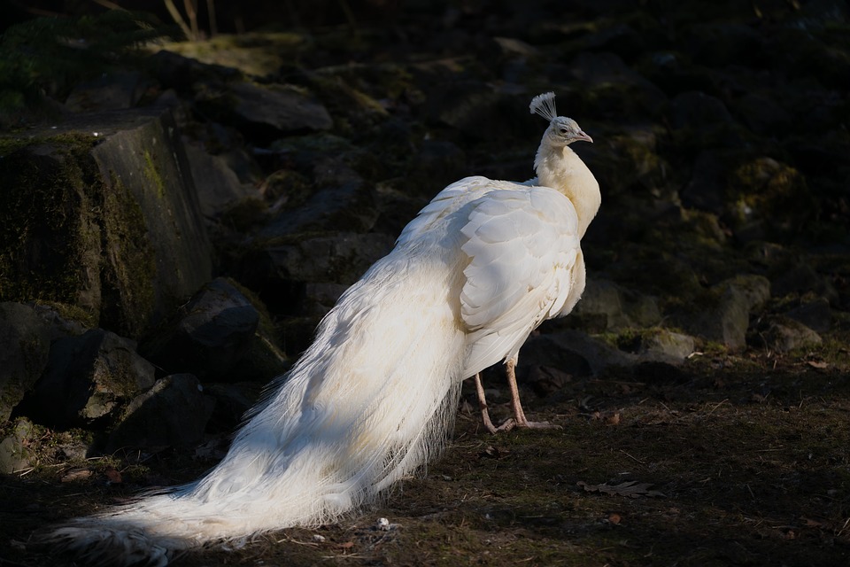 Drift Amplified: The Evolution of RC Drift Cars in the Hobby World