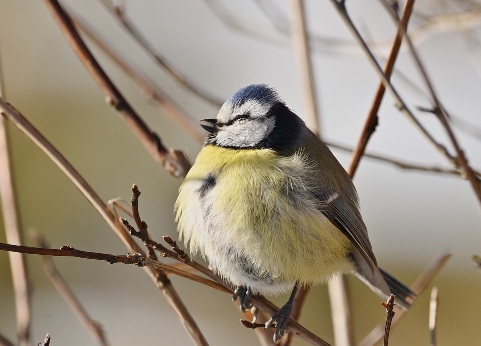 Revive Your Ride: The Ultimate Guide to Self Car Shampooing