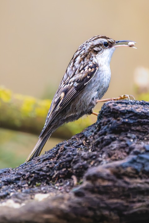 Unleashing Performance: A Deep Dive into Mini GT's Engineering Marvels