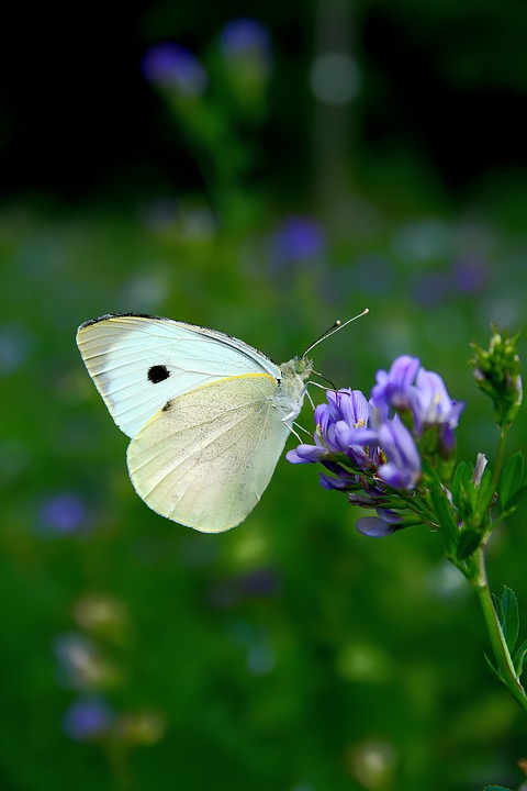 Alfa Romeo: A Legacy of Passion and Performance