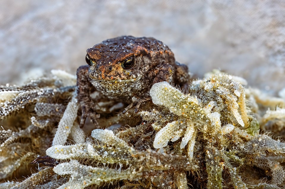 “Cracks Be Gone: How Carglass Repair Can Save Your Windshield”