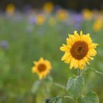 DIY Car Care: Essential Repairs Every Driver Should Know