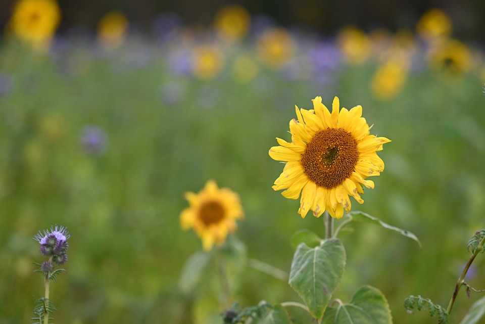 DIY Car Care: Essential Repairs Every Driver Should Know