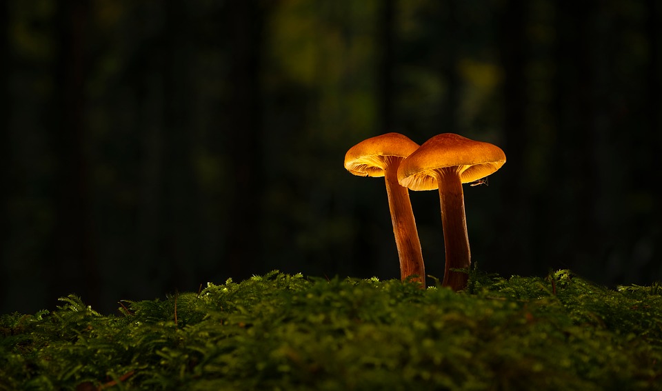 Discover Luxury: Your Guide to the Local Lexus Showroom