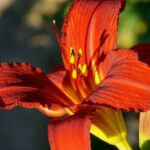 Discover Your Dream Mazda: Visit Our Local Showroom Today!