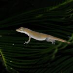 Discover Your Dream Ride: Exploring the Nearest Car Dealership