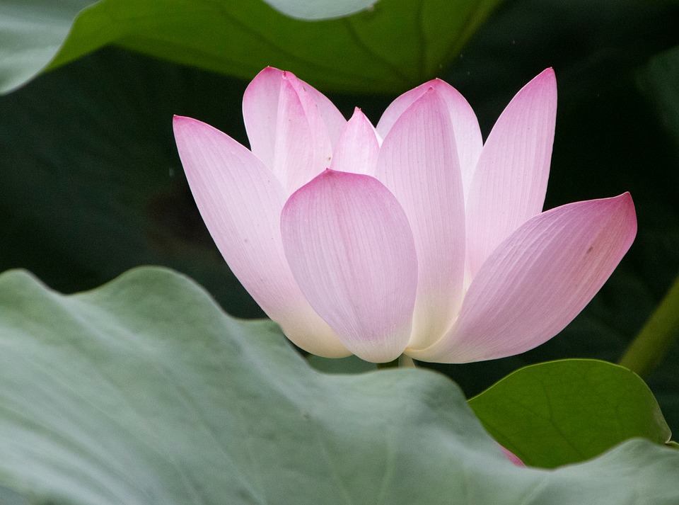 Discover Your Dream Ride: Top Automobile Dealerships Near You!