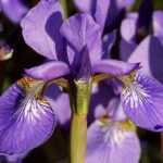 Discover Your Dream Ride: Top Mazda Models at a Dealer Near You!