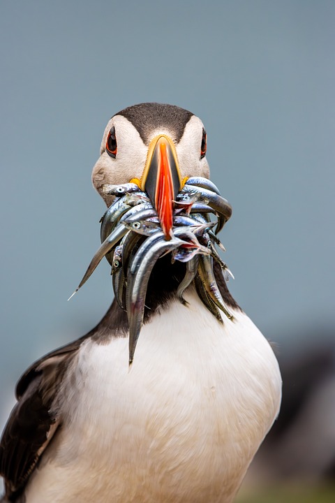 Discover Your Local Renault Dealership: Where Quality Meets Convenience!