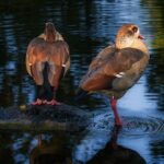 Discover Your Next Ride: Exploring the Peugeot Showroom Near You