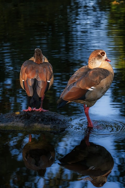 Discover Your Next Ride: Exploring the Peugeot Showroom Near You