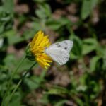 Discover Your Next Vehicle: Exploring the Best Mazda Dealership Near You