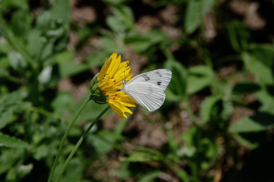Discover Your Next Vehicle: Exploring the Best Mazda Dealership Near You