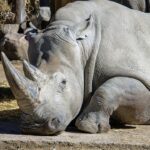 Drive Away with Confidence: Your Guide to Local Used Car Dealerships