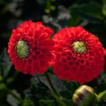 Drive Your Dream: Top Financing Options for Cars Near You