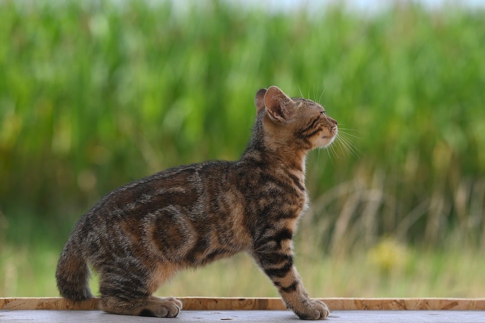 Driving Innovation: How Toyota is Shaping the Future of Automotive Technology