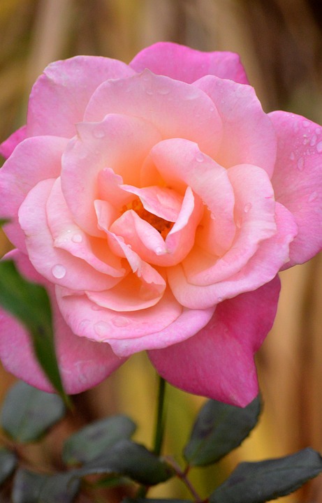 Driving into the Future: How EVs Are Transforming the Automotive Landscape