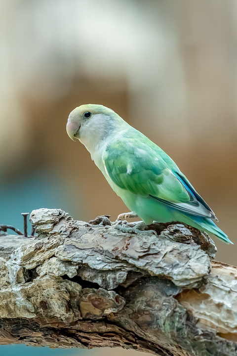 Explore Adventure: Your Local Jeep Showroom Awaits!