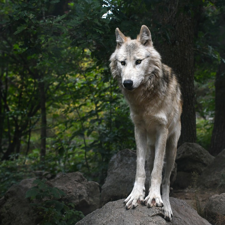 Find Your Dream Ride: Top Vehicles for Sale Near You!