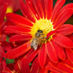 Finding Your Dream Ride: Top Auto Dealers Near You!