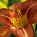 Finding Your Dream Ride: Top Car Dealerships Near You