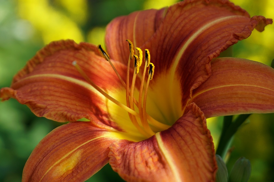 Finding Your Dream Ride: Top Car Dealerships Near You