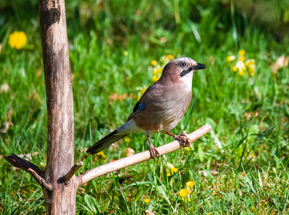 Finding Your Perfect Ride: Top Dealerships Near You