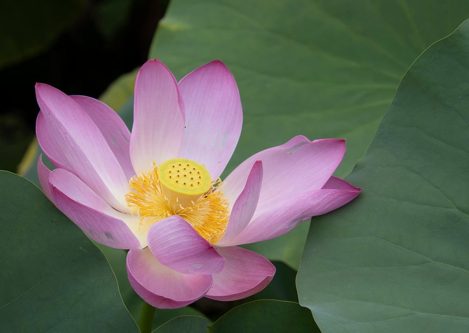 Local Car Repair: Finding the Best Service Near You