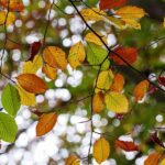 Mastering the Art of Autobody: Behind the Scenes of Vehicle Restoration