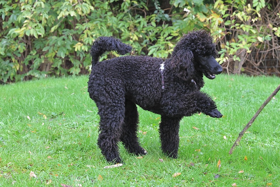 Navigating the Car Buying Maze: What Every Dealership Should Know