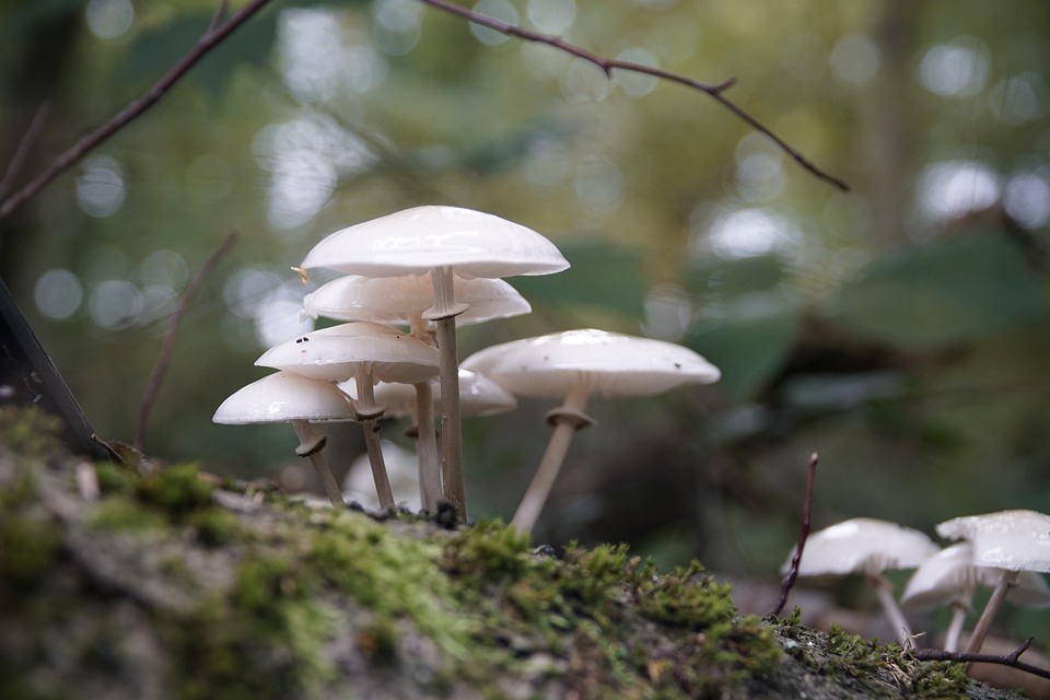 Navigating the Maze: A Comprehensive Guide to Your Local Motor Vehicle Administration