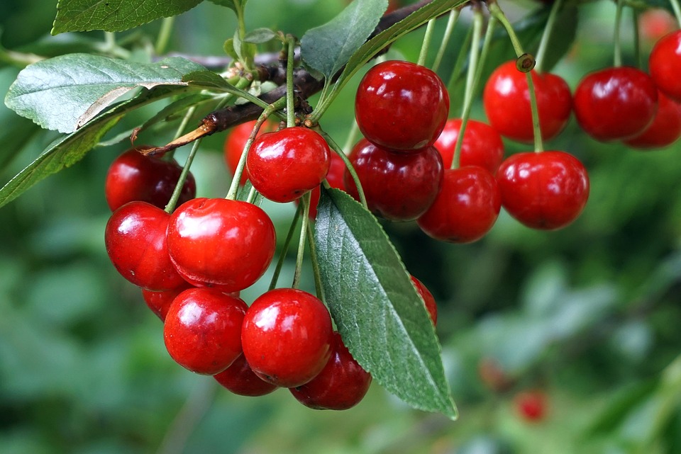 On-Demand Car Care: The Rise of Mobile Auto Mechanics Near You