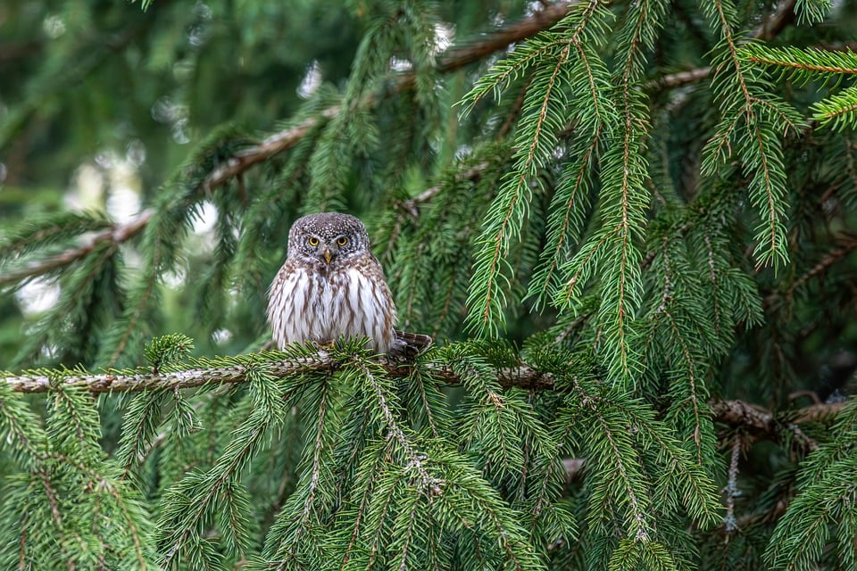 Polestar: The Future of Electric Driving Has Arrived