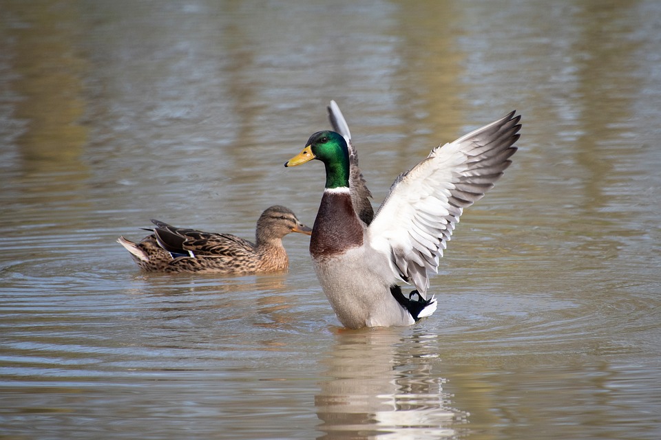 Rev Up Your Ride: Discover the Latest Car Dealerships Near You!