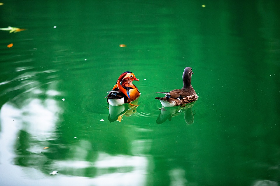 Rev Up Your Ride: Essential Maintenance Tips Every Car Owner Should Know