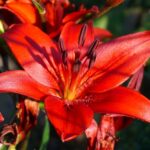 Revitalize Your Ride: Essential Auto Body Maintenance Tips