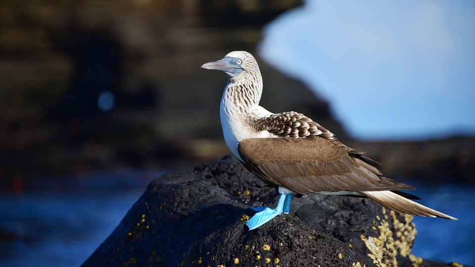 Revive Your Ride: Essential Tips for First-Time Car Owners on Maintenance