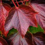 Revving Up: Exploring the Latest Fiat Models at Your Local Dealer