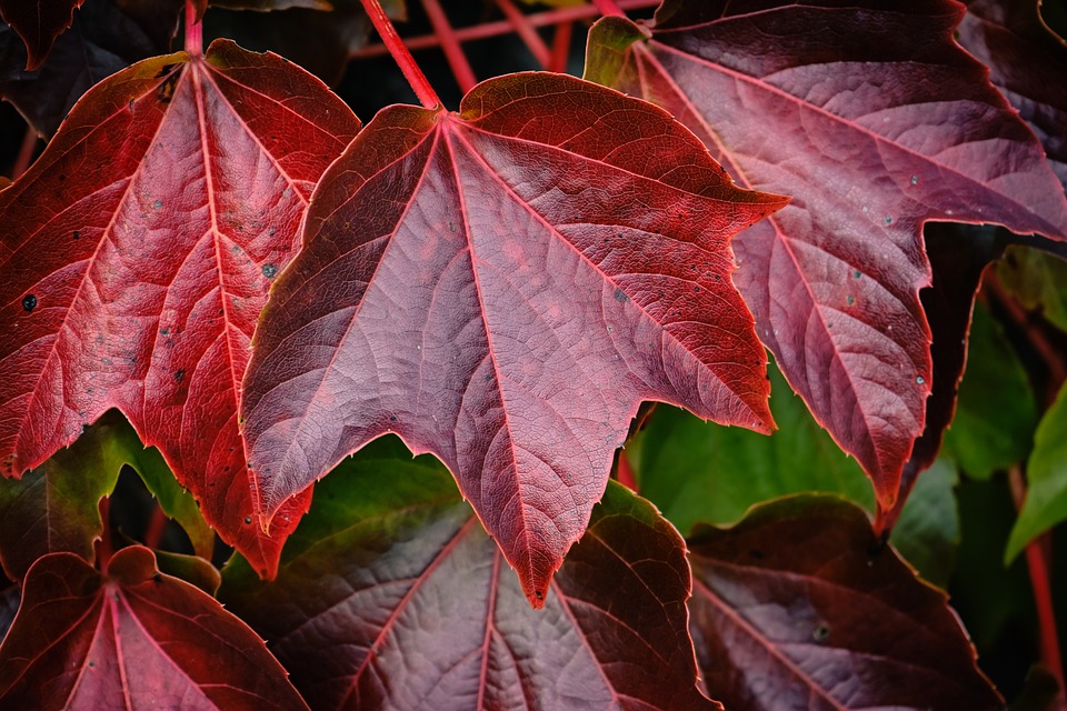 Revving Up: Exploring the Latest Fiat Models at Your Local Dealer