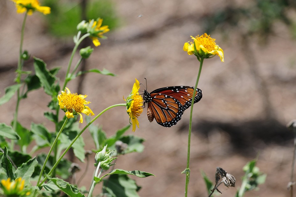 Revving Up Luxury: The Evolution of Cadillac’s Iconic Sedan Line