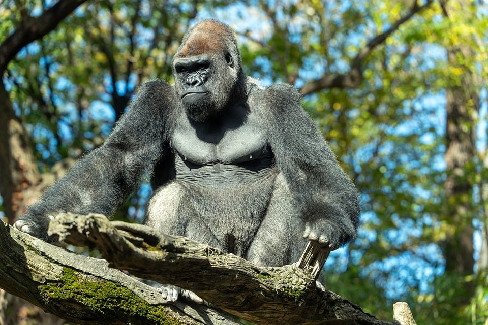 Revving Up: The Top Automobile Dealers Near You!