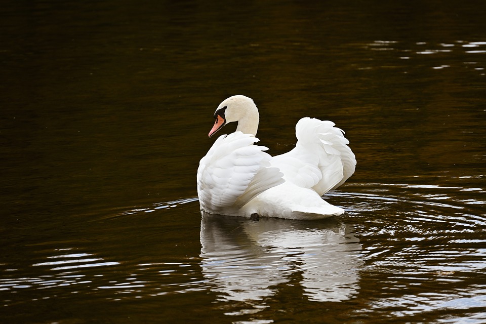 Revving Up for Success: Essential Tips for Running a Thriving Automotive Garage