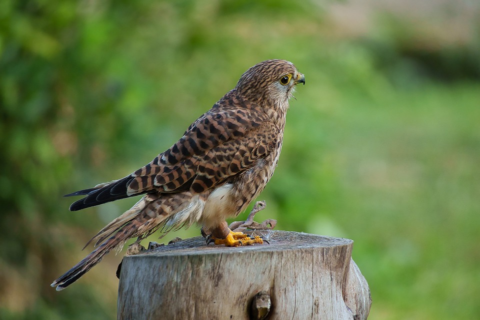 Squeaky Brakes? Find Trusted Brake Repair Near You!