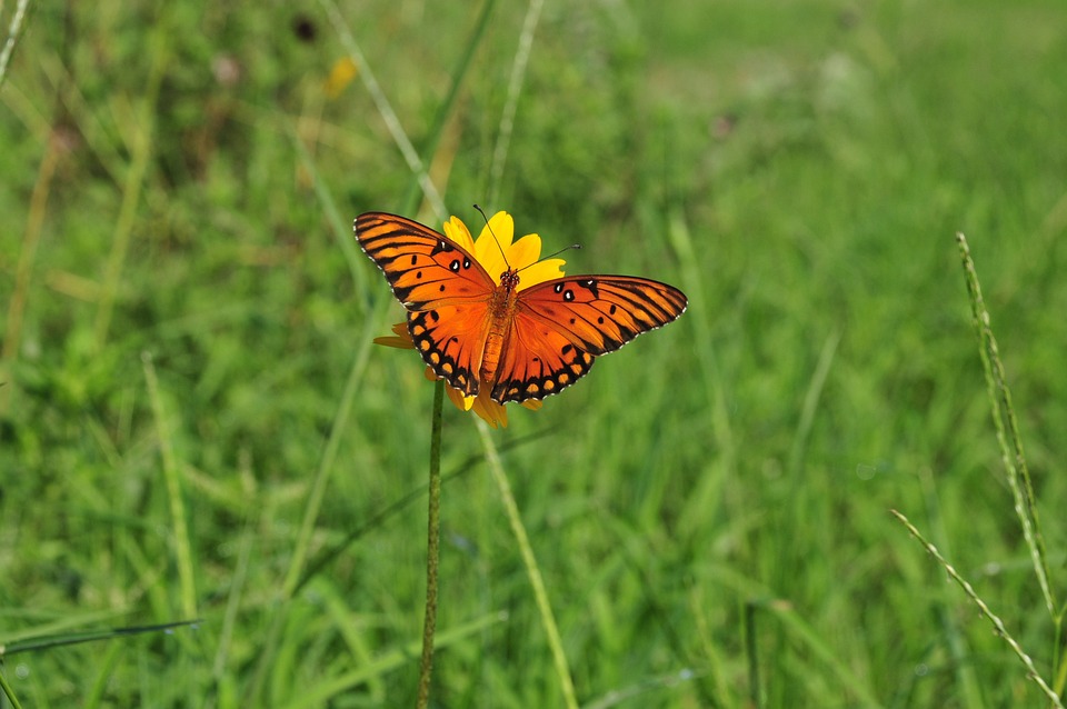 Streamline Your Ride: How to Register Your Car Online in Minutes!