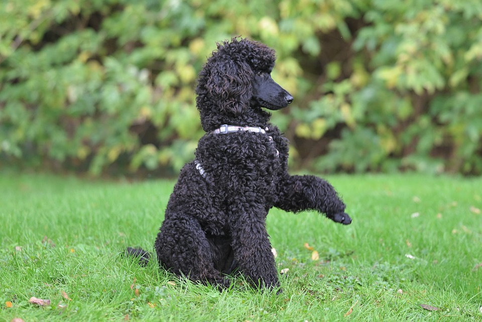 The Future is Now: Exploring the Rise of Electric SUVs